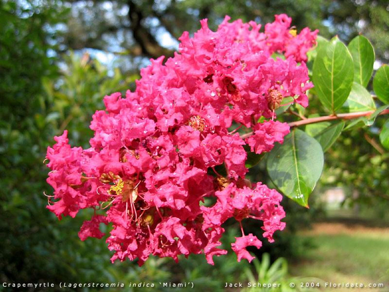 Lagerstroemia Indica